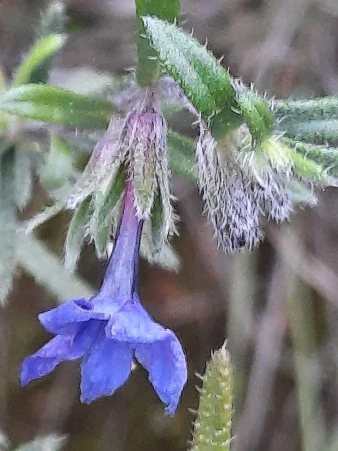 Lithodora fruticosa