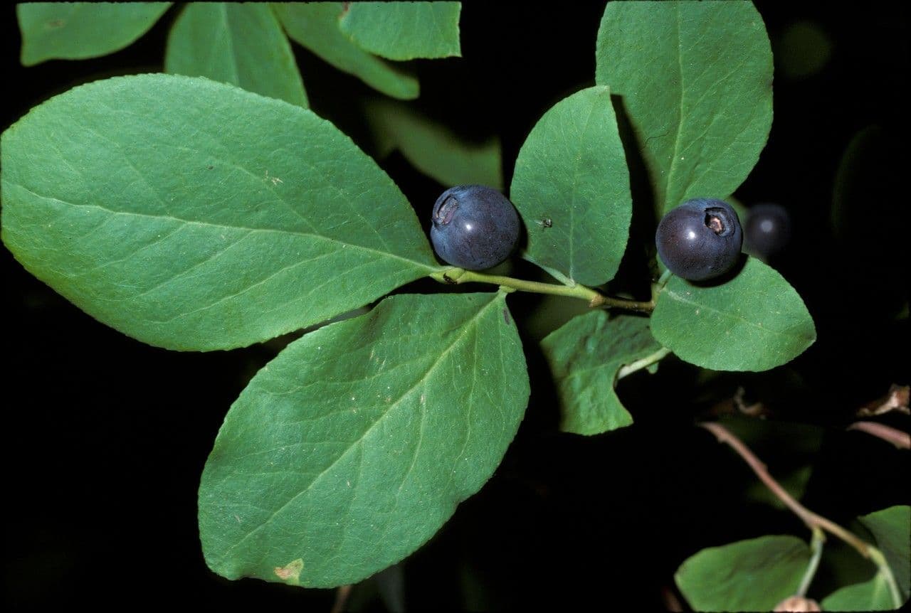 Vaccinium membranaceum