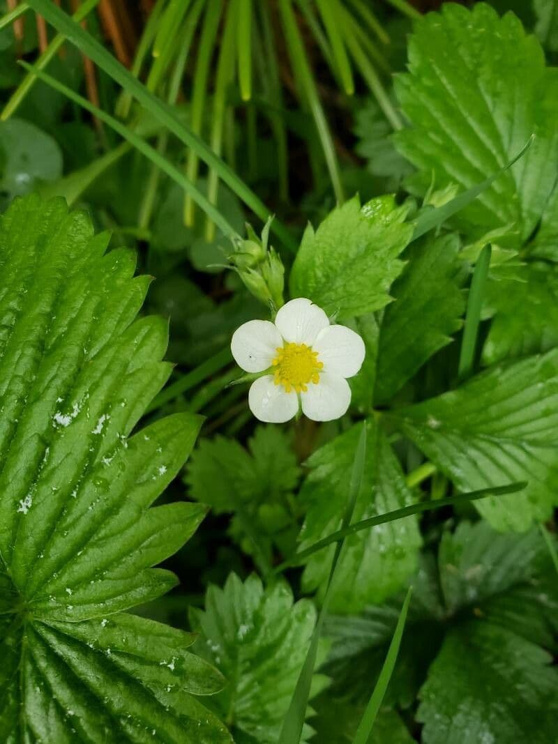 Fragaria virginiana