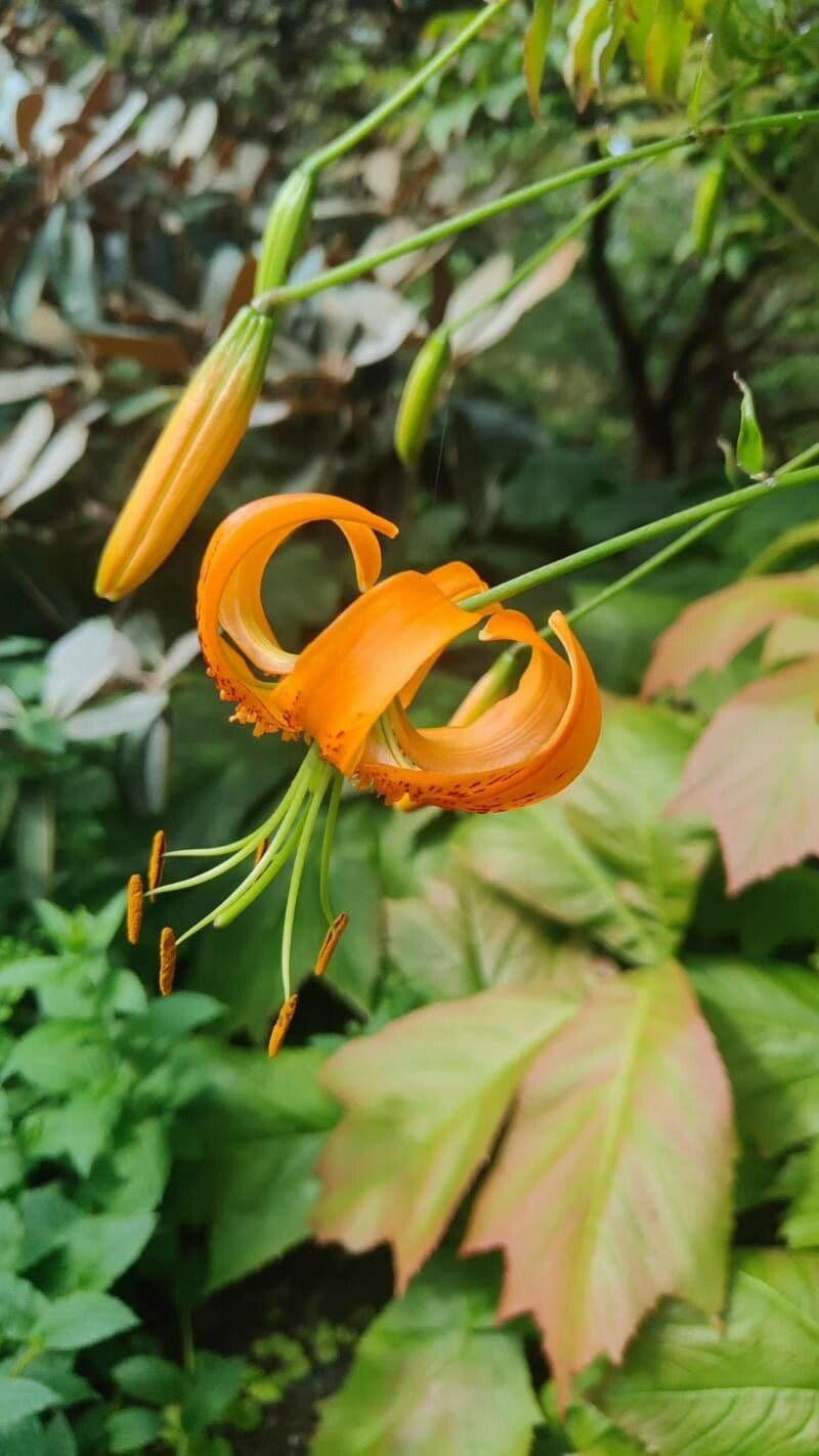 Lilium superbum