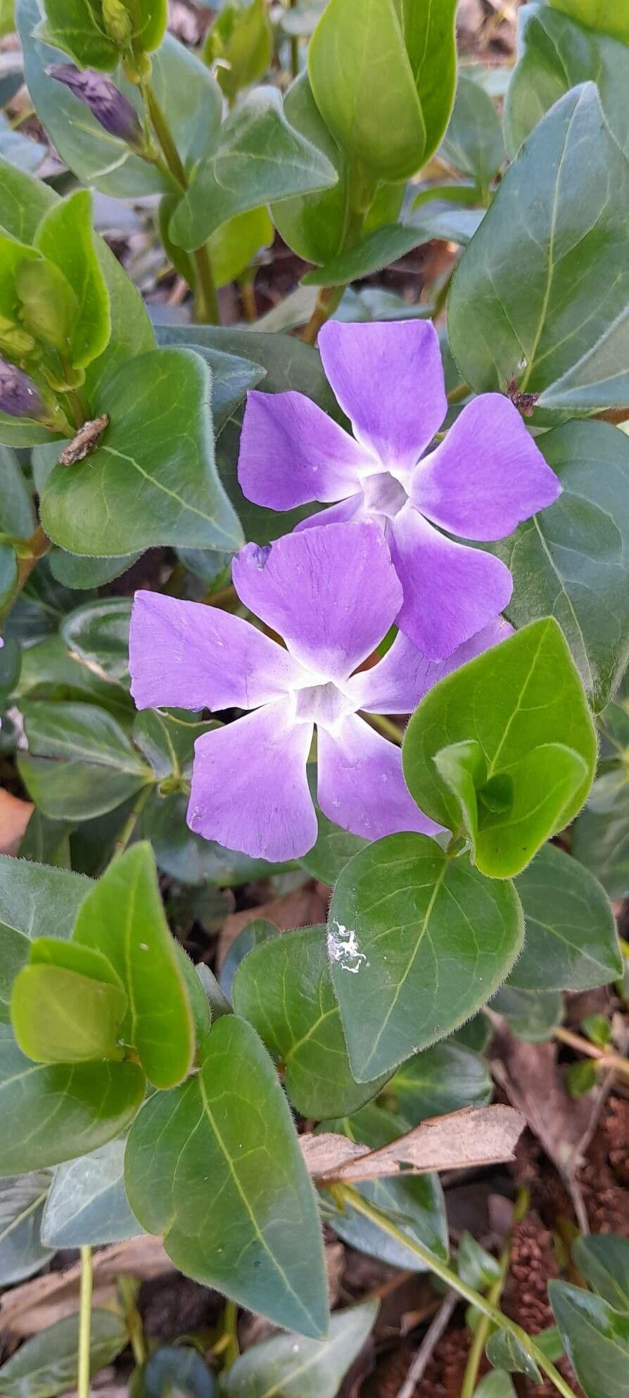 Vinca major