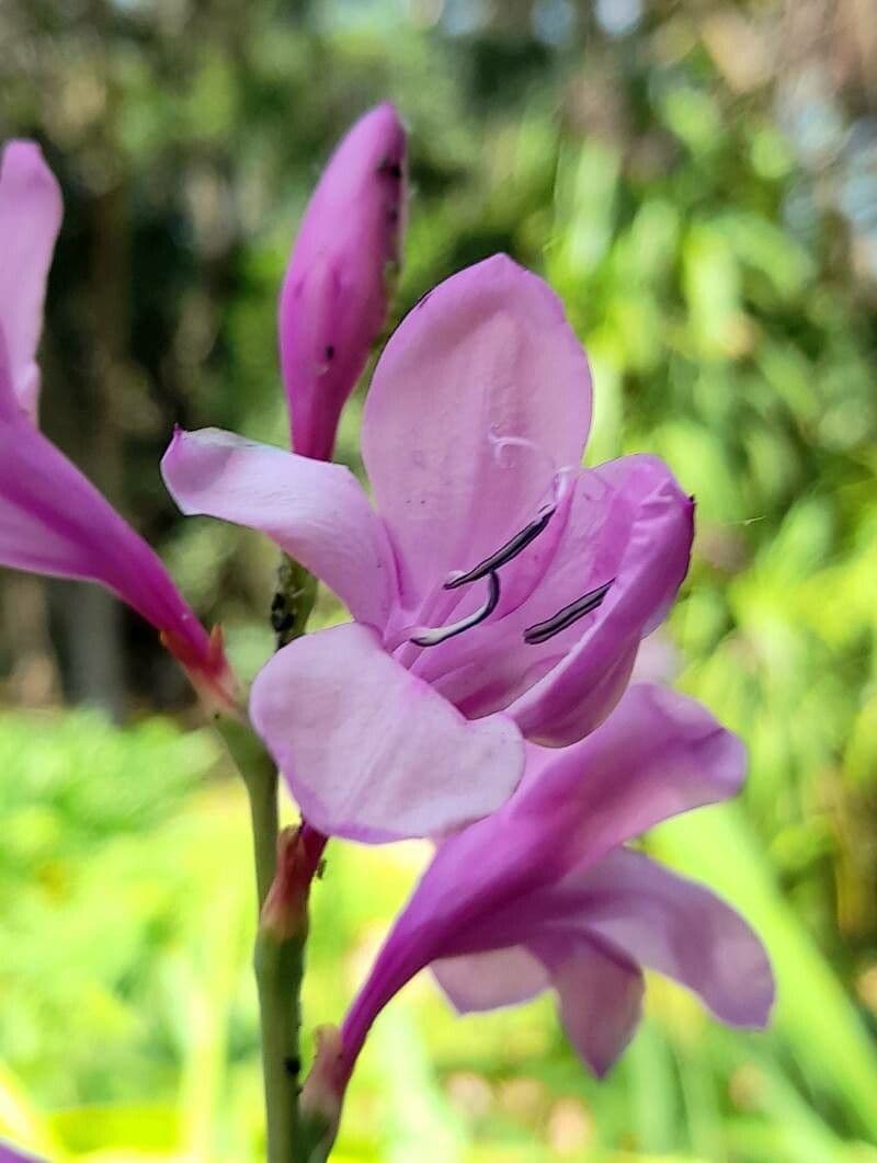 Watsonia borbonica