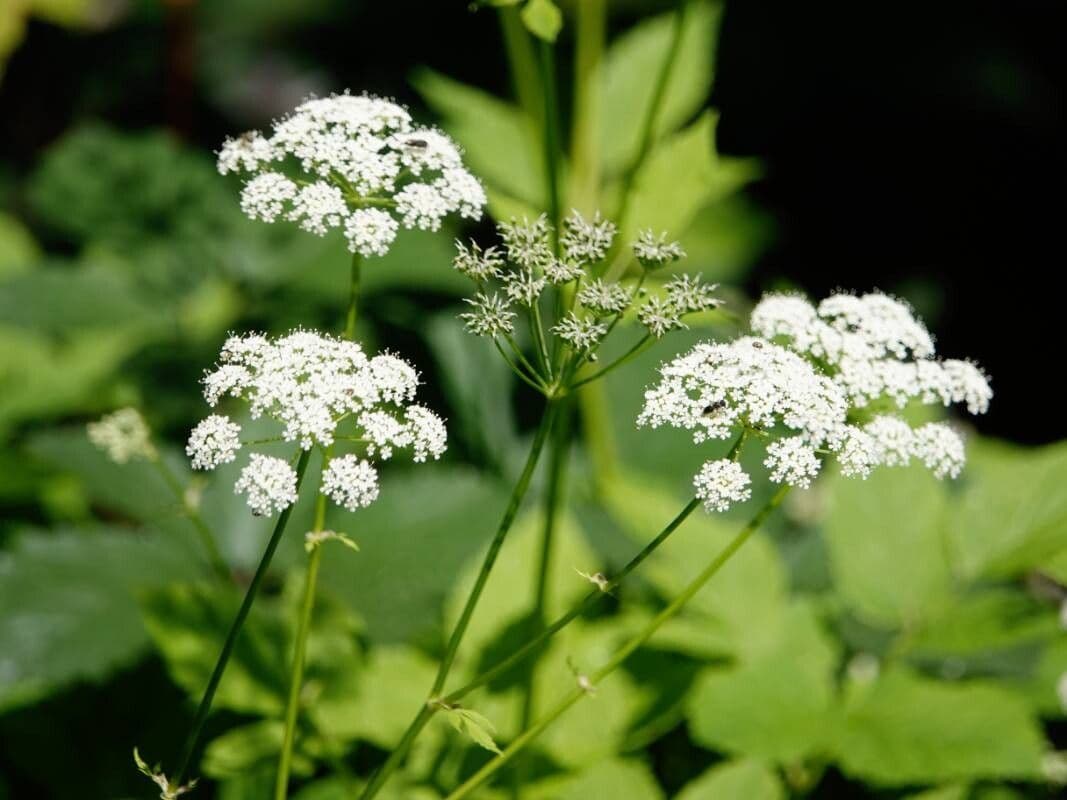 Aegopodium podagraria