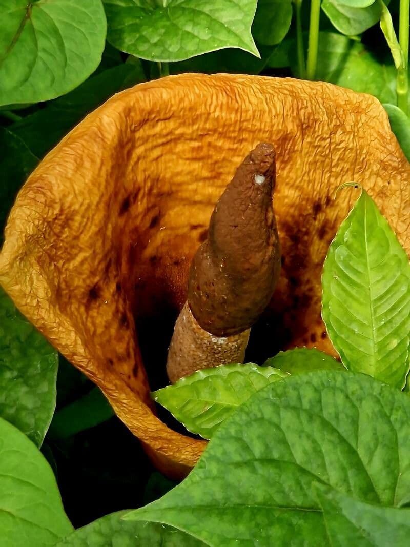 Amorphophallus bulbifer