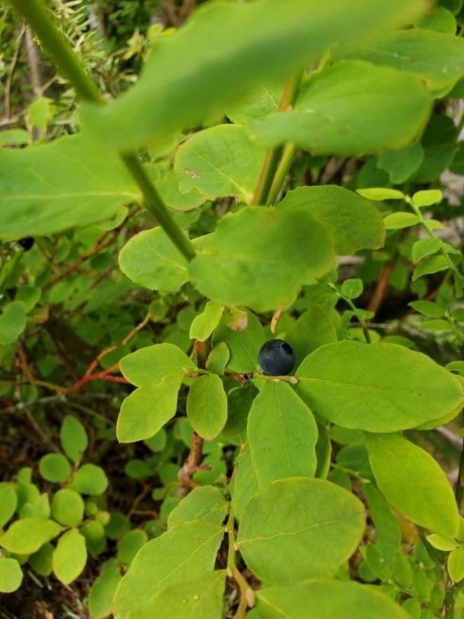 Vaccinium membranaceum