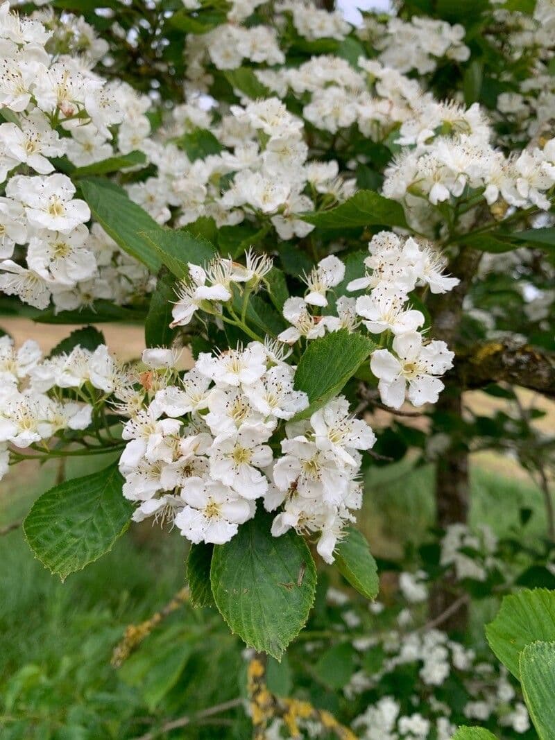 Crataegus punctata
