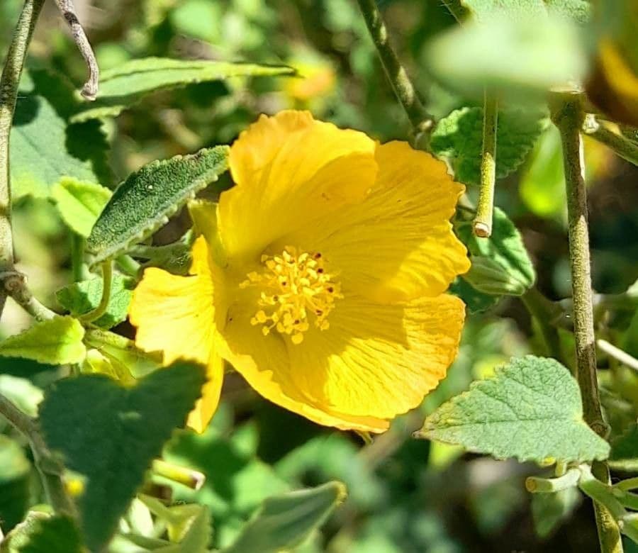 Abutilon grandifolium