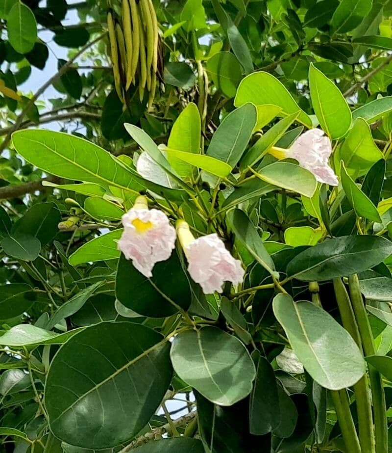 Tabebuia heterophylla