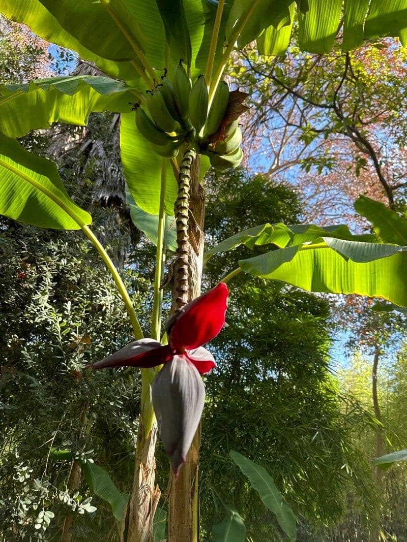 Musa paradisiaca