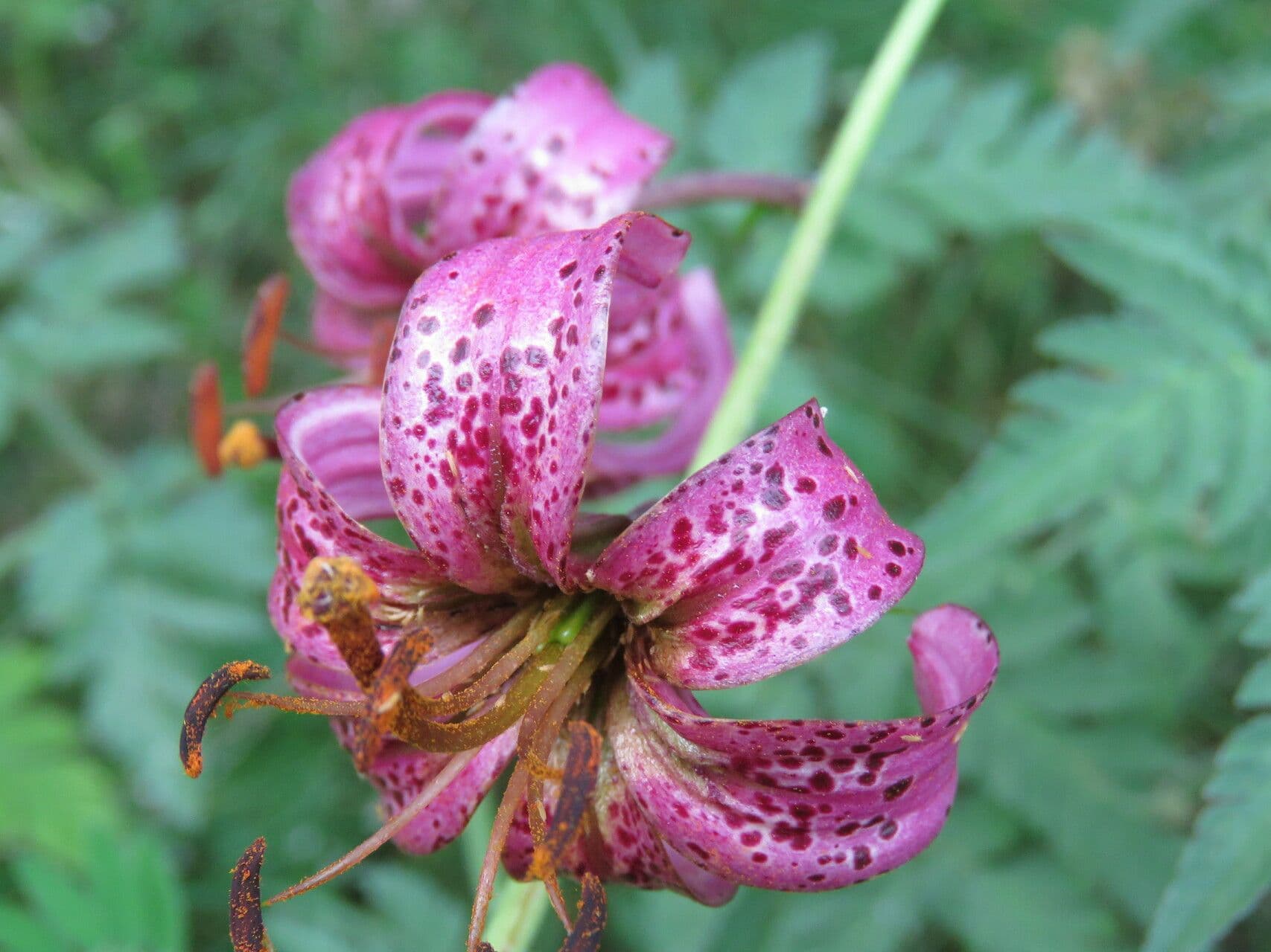 Lilium martagon