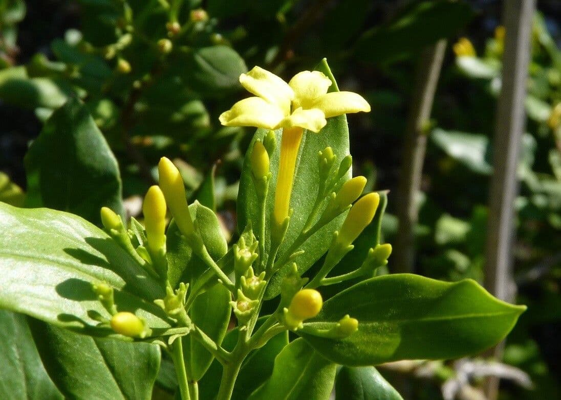 Chrysojasminum odoratissimum