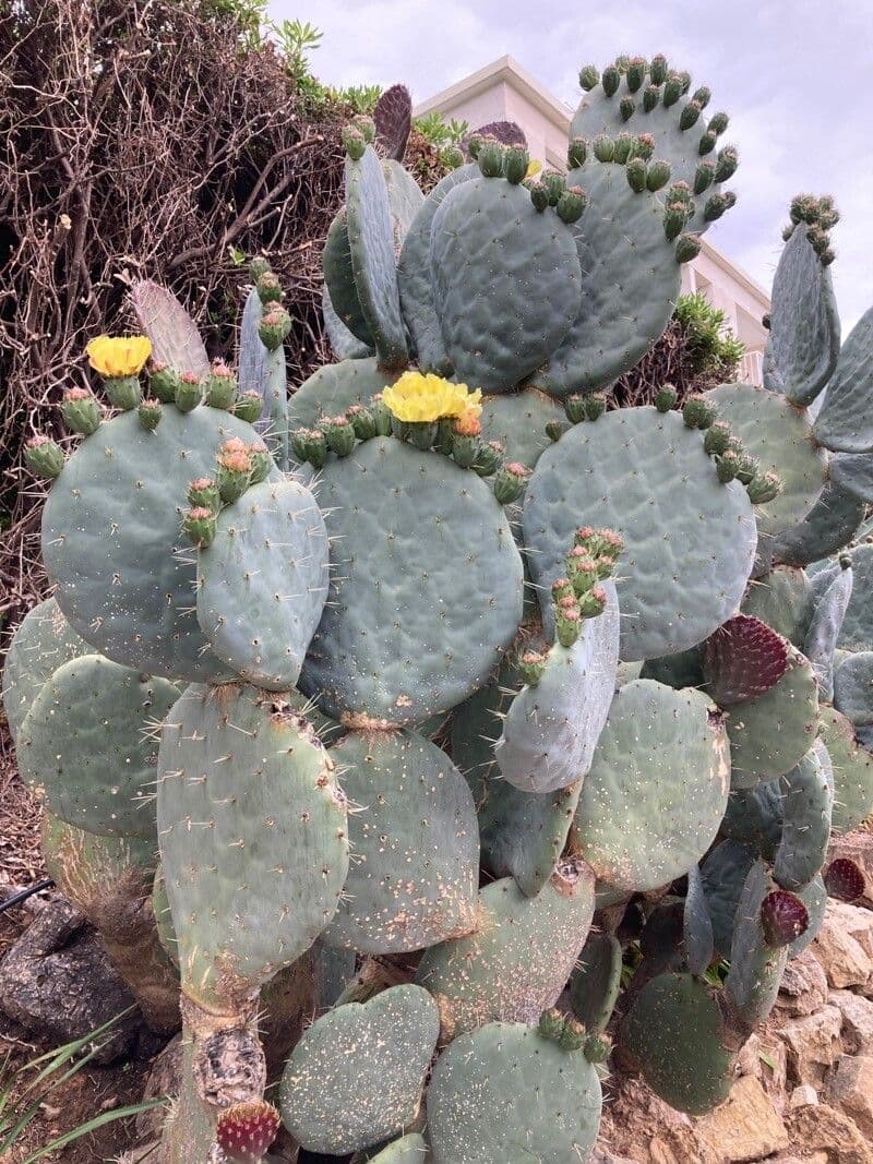 Opuntia robusta