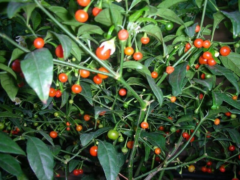 Capsicum flexuosum