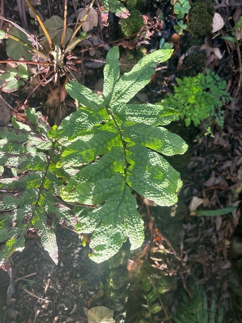 Tectaria incisa