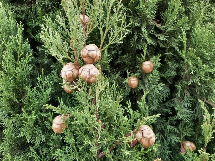 Cupressus sempervirens