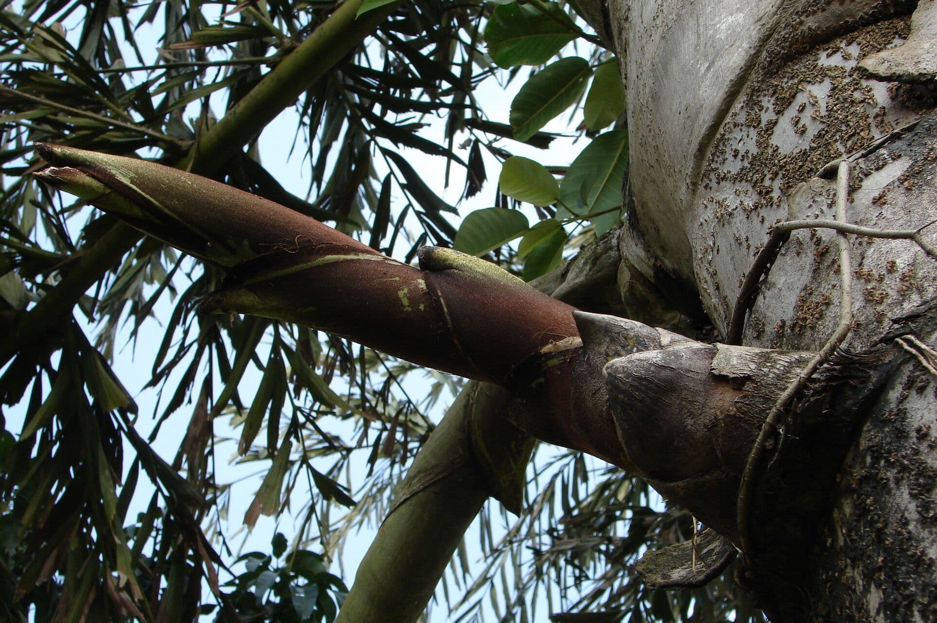 Caryota urens