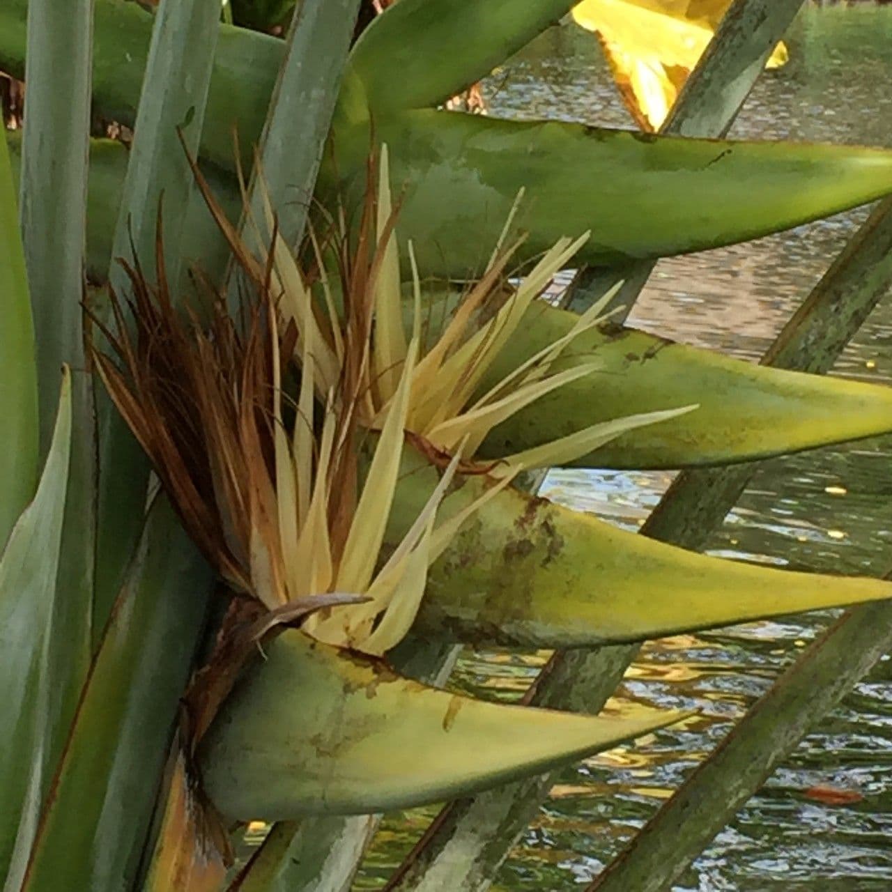 Ravenala madagascariensis