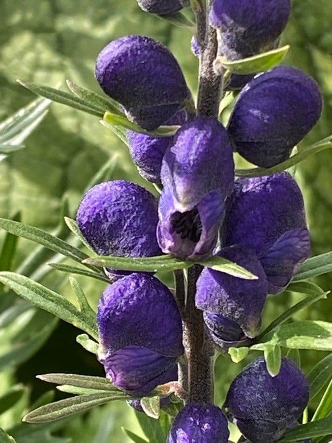 Aconitum napellus