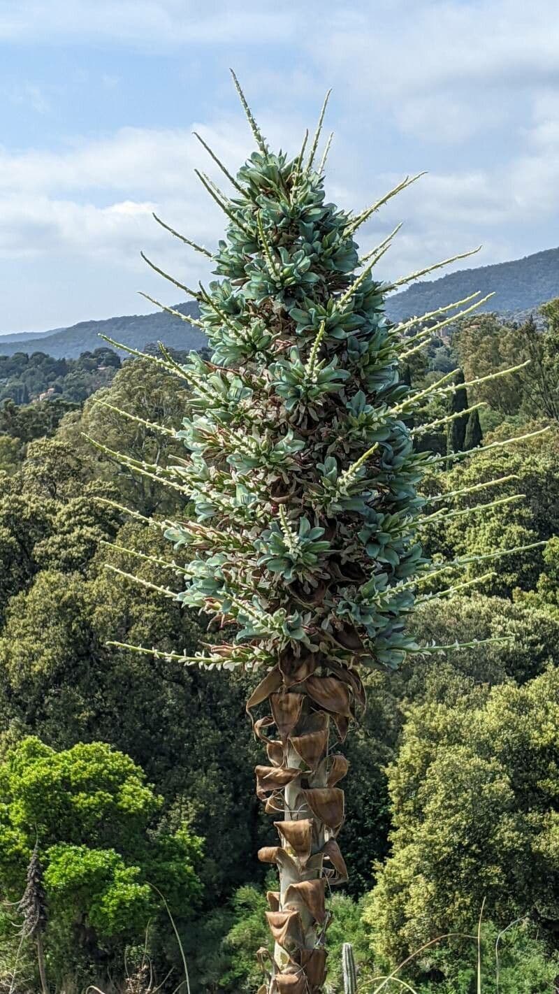 Puya alpestris