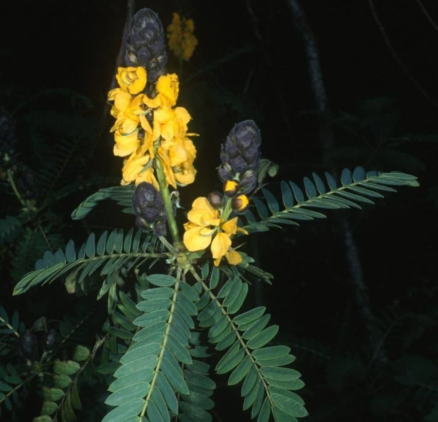 Peltophorum africanum