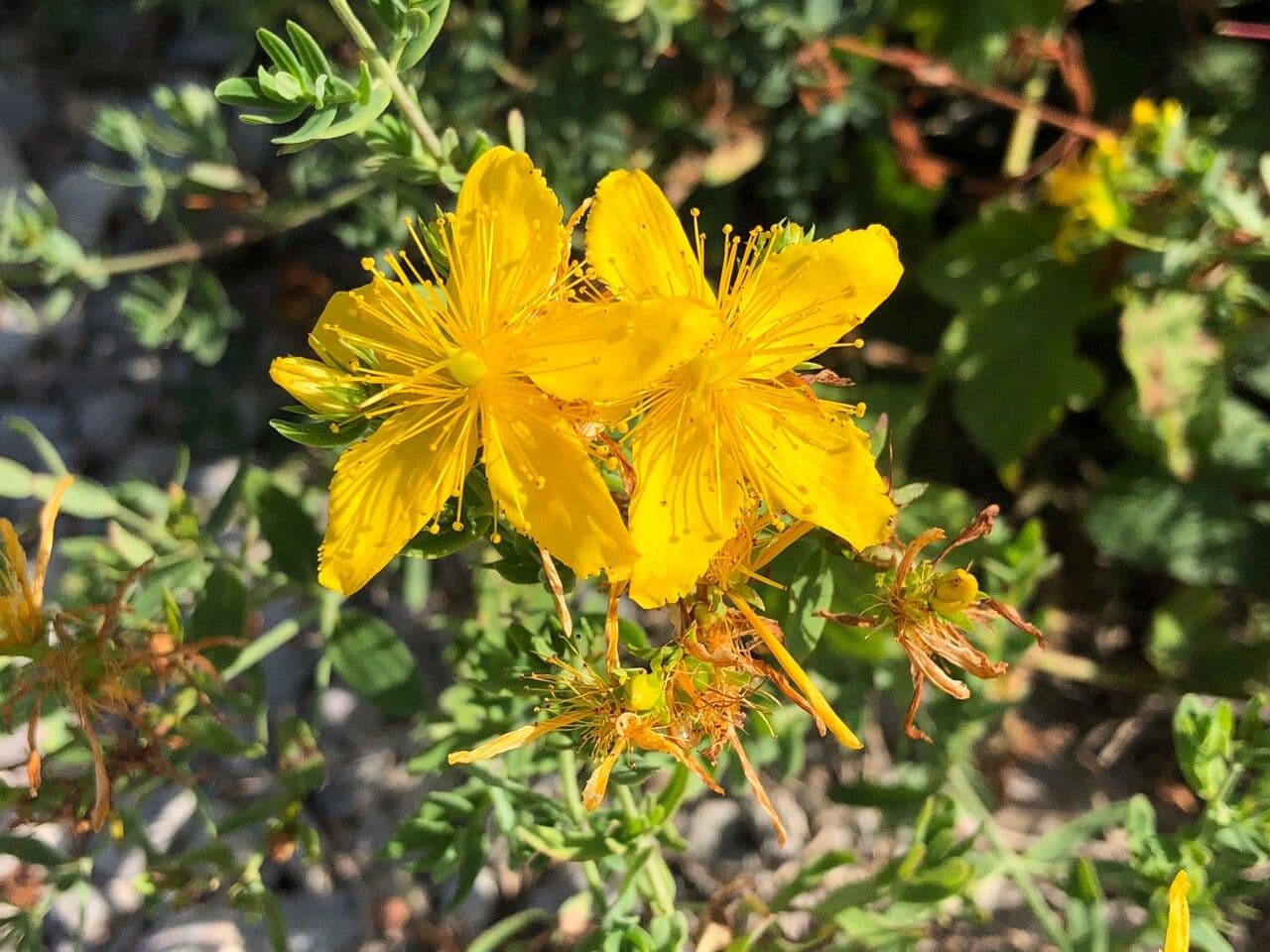 Hypericum perforatum