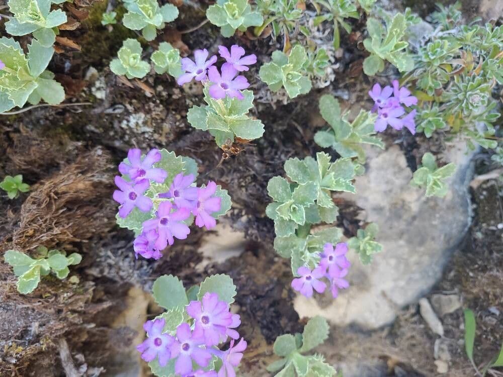 Primula marginata