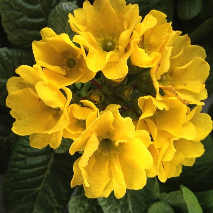 Primula auricula