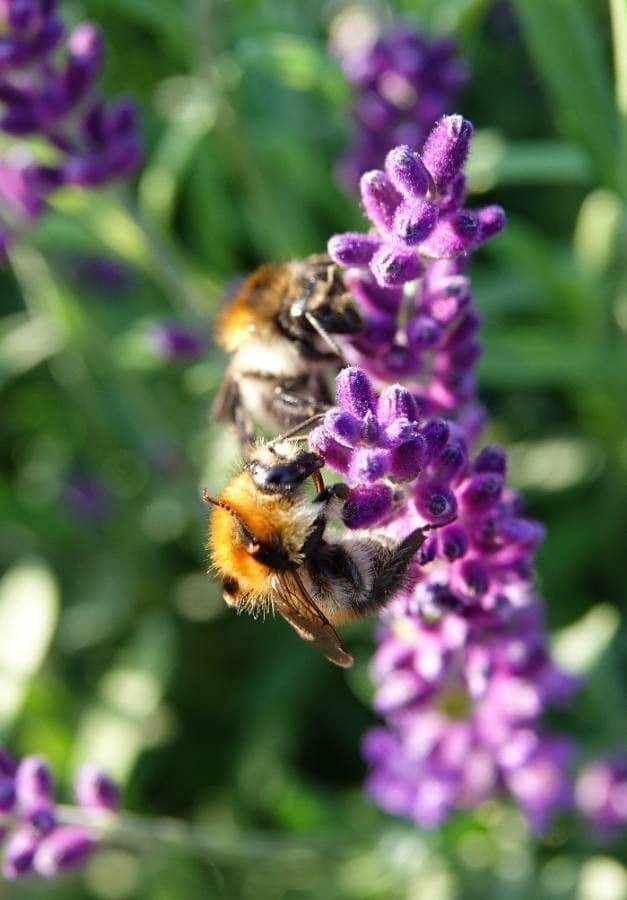 Lavandula angustifolia