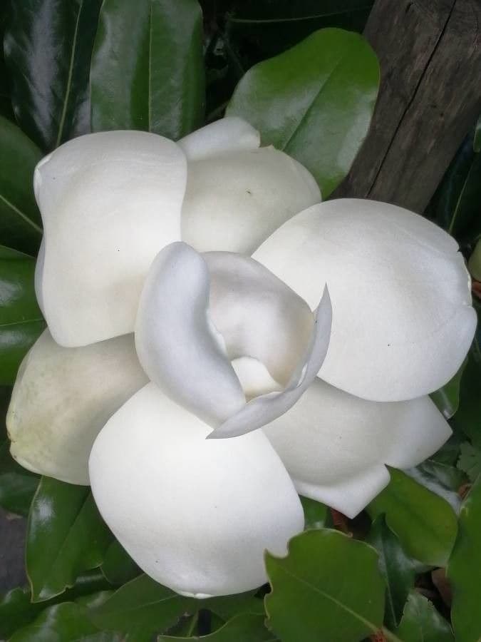 Magnolia grandiflora