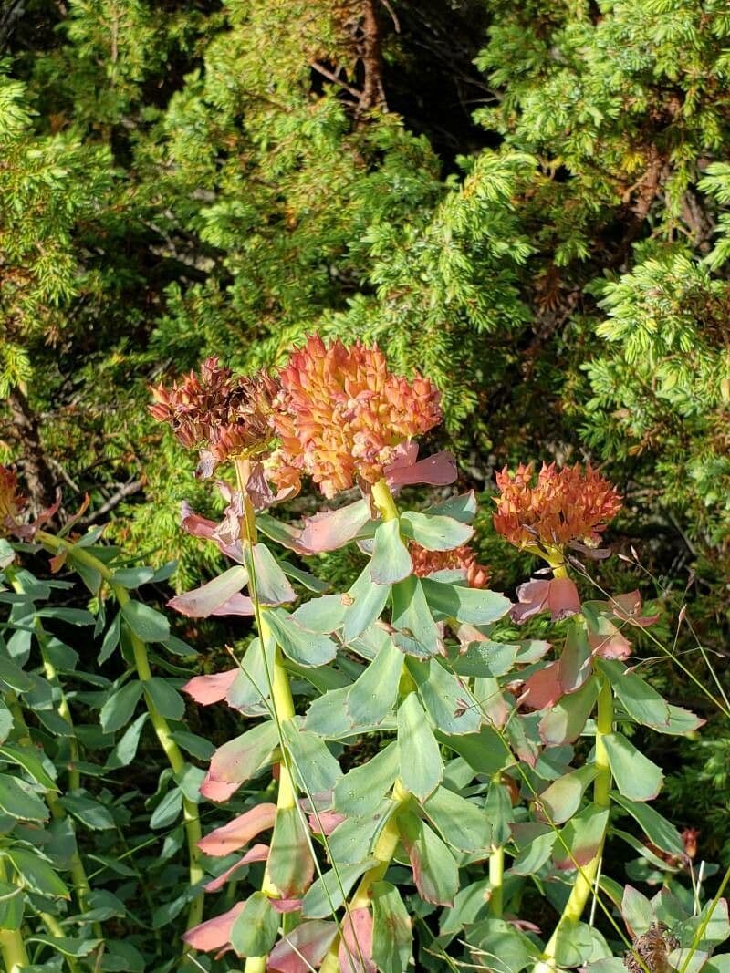 Rhodiola rosea