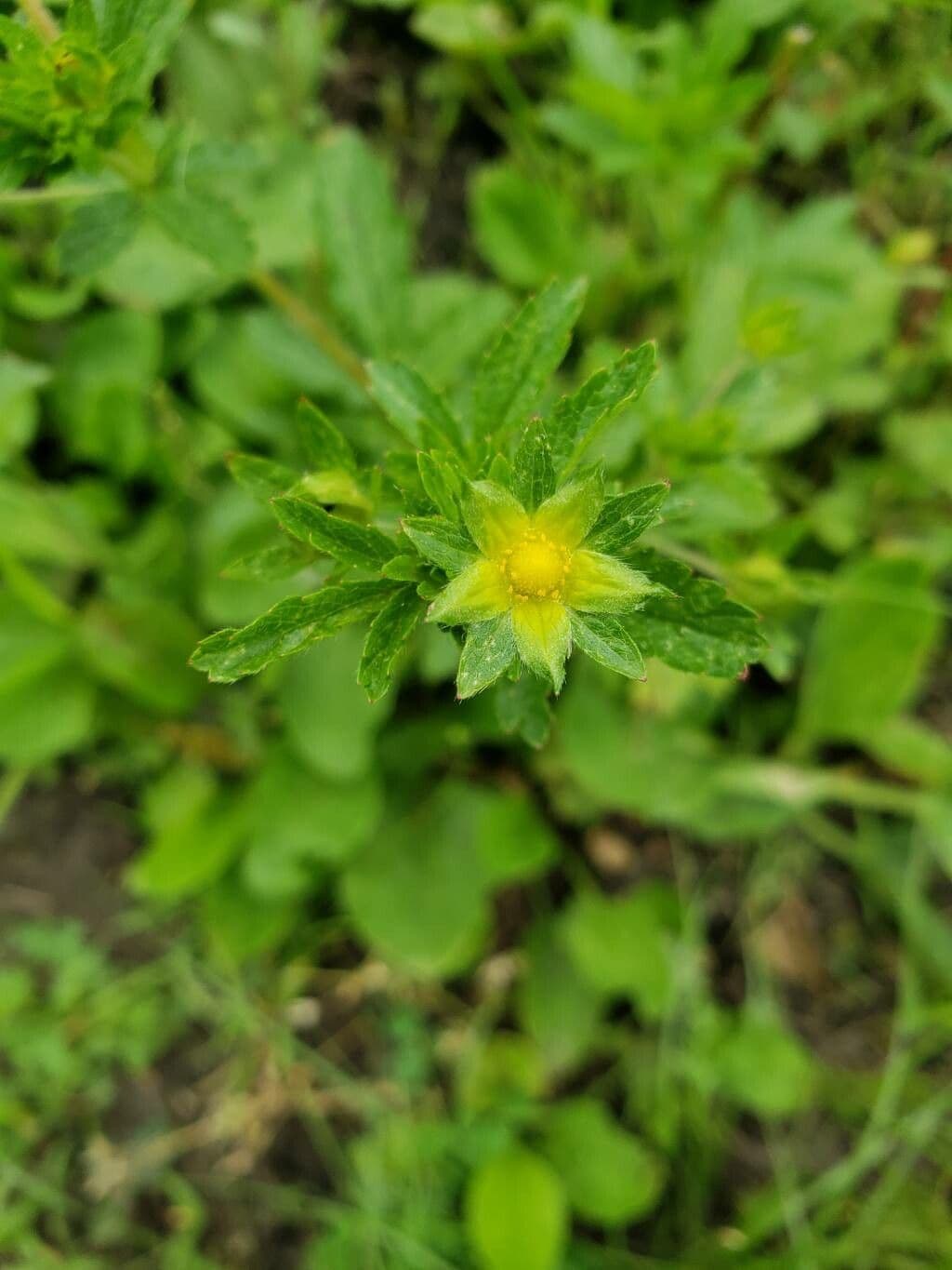 Potentilla norvegica