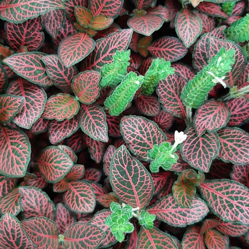 Fittonia albivenis