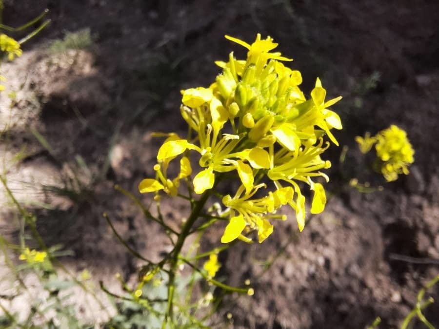 Erucastrum nasturtiifolium
