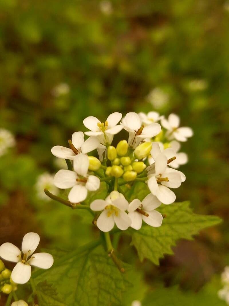 Alliaria petiolata