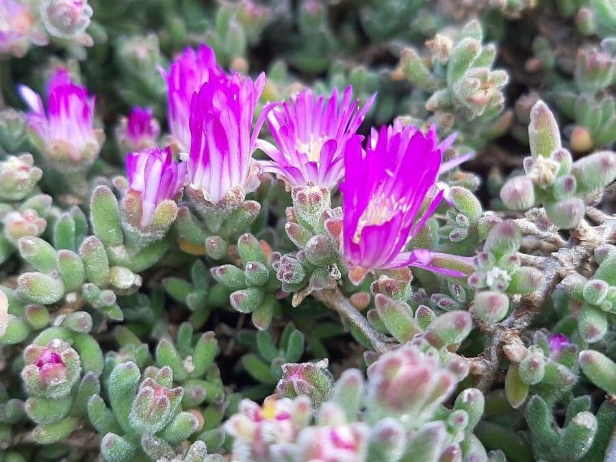 Mesembryanthemum nodiflorum