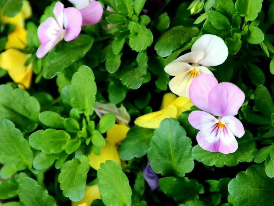 Viola tricolor