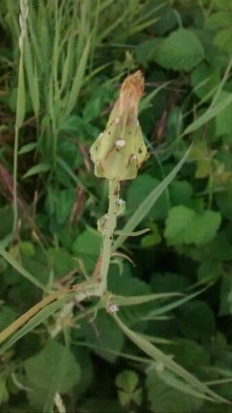 Scorzonera laciniata