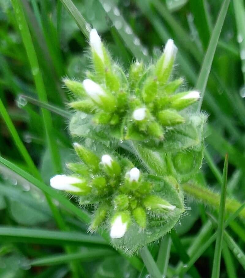 Cerastium glomeratum