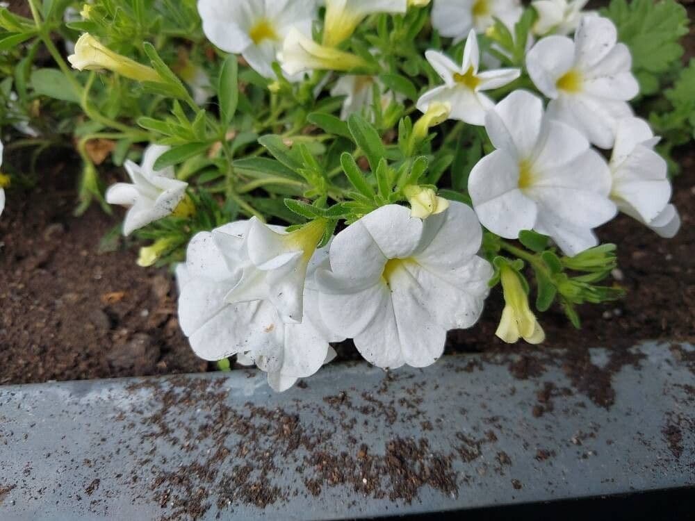 Calibrachoa parviflora