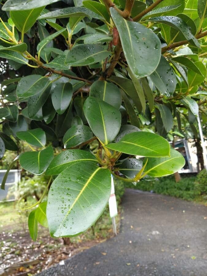 Ficus rubiginosa