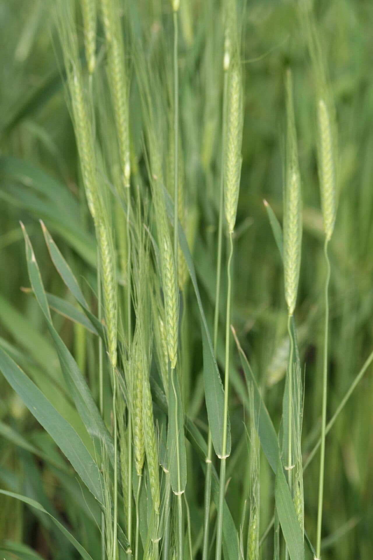 Triticum monococcum