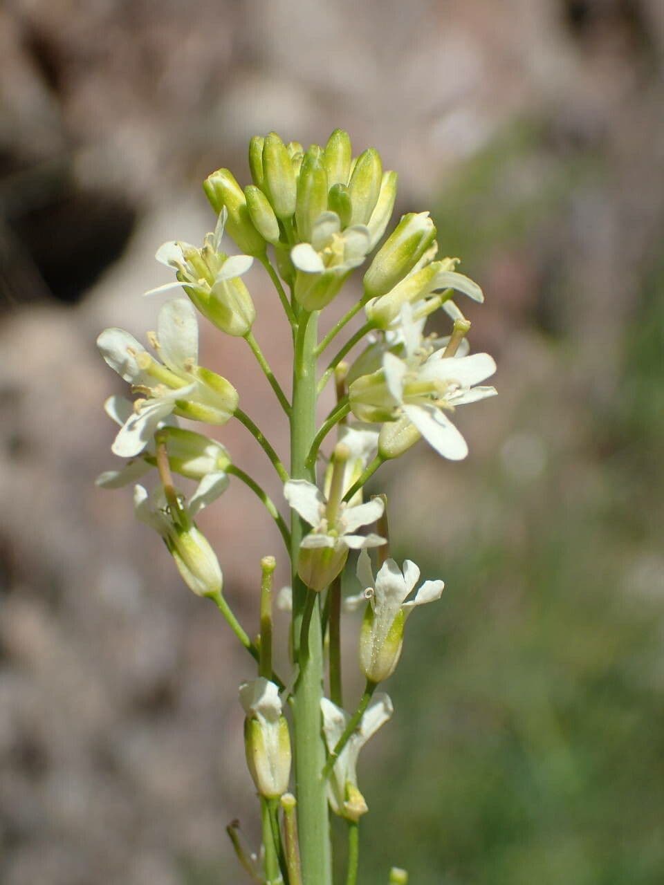 Turritis glabra