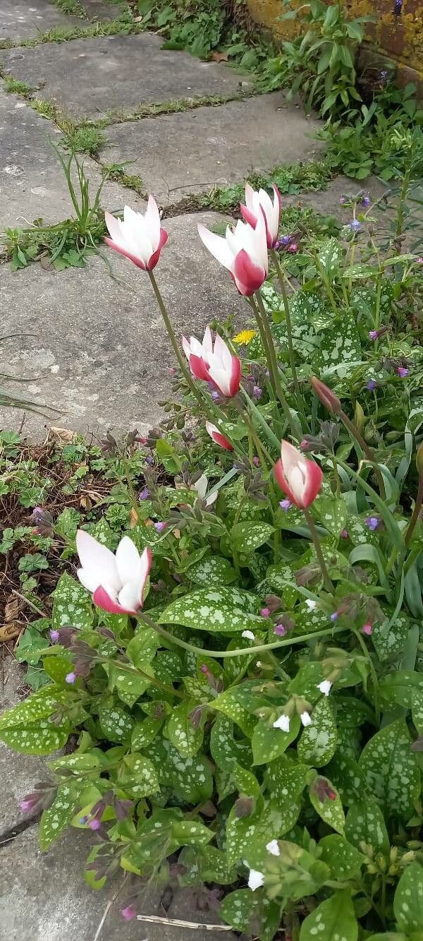 Tulipa clusiana