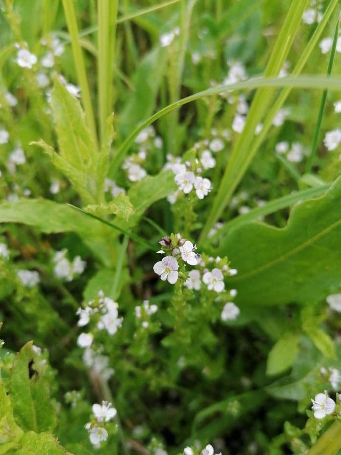 Veronica serpyllifolia