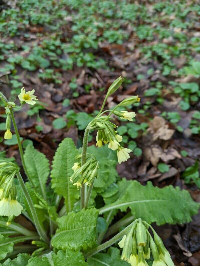 Primula elatior