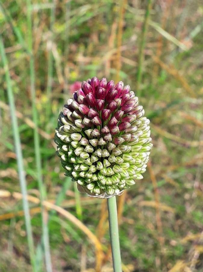 Allium sphaerocephalon