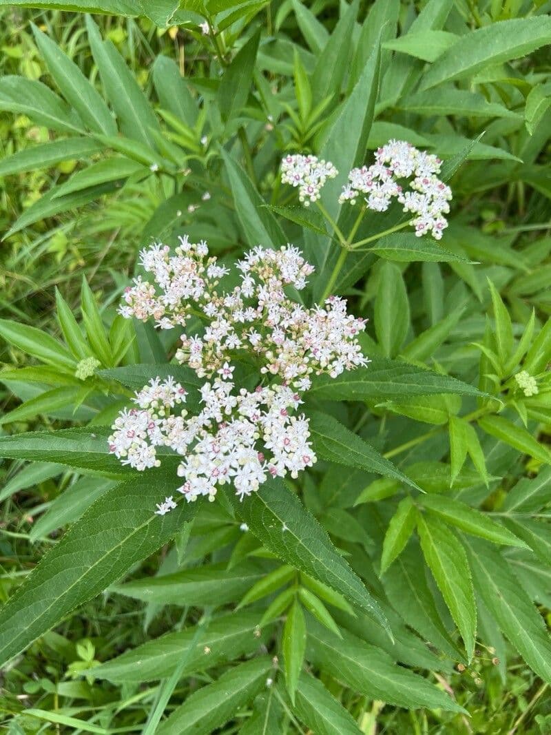 Sambucus ebulus