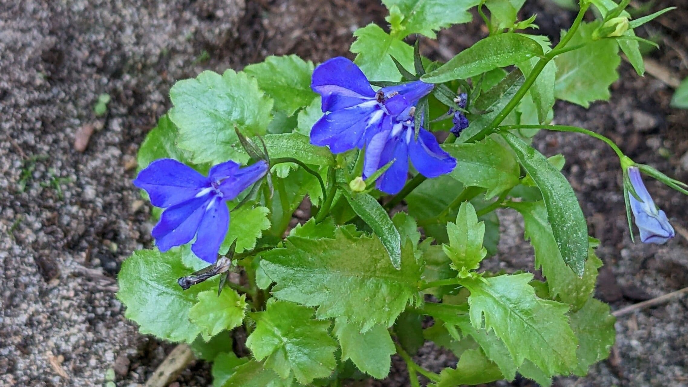 Lobelia erinus