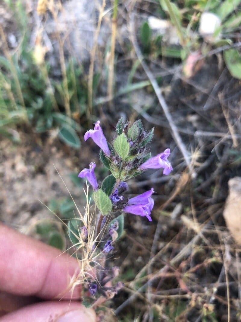 Clinopodium acinos