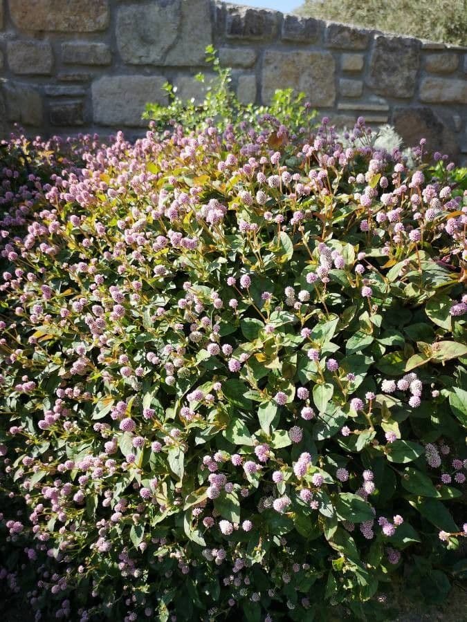 Persicaria capitata